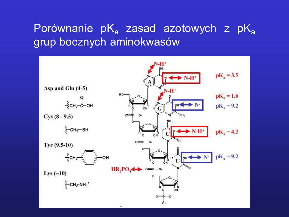 Porównanie pK a zasad azotowych z pK a grup bocznych aminokwasów