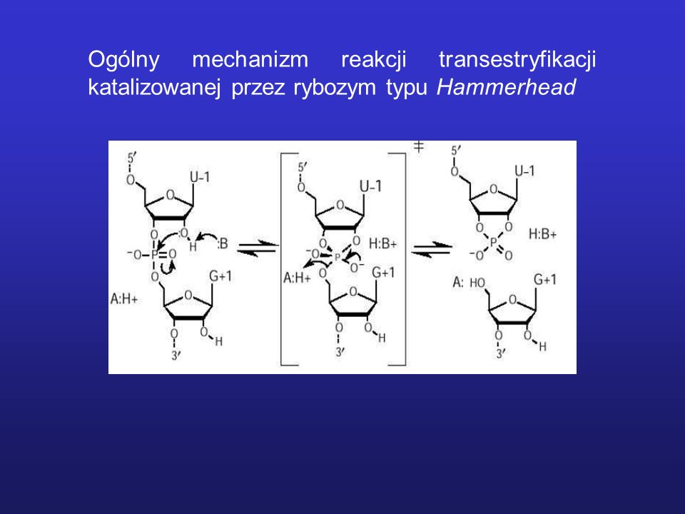 Ogólny mechanizm reakcji transestryfikacji katalizowanej przez rybozym typu Hammerhead