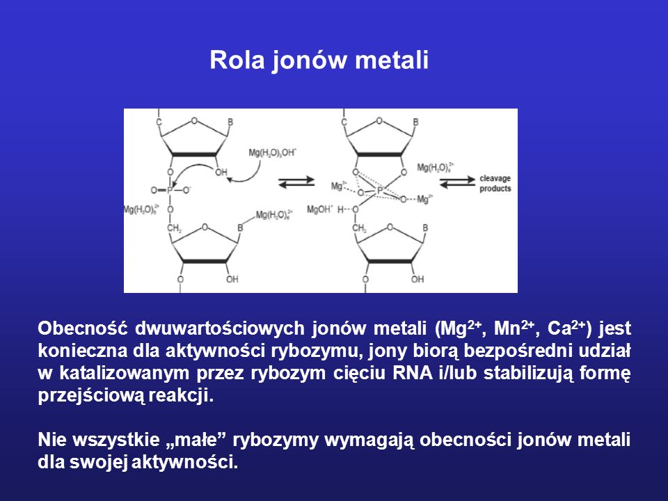 Rola jonów metali Obecność dwuwartościowych jonów metali (Mg 2+, Mn 2+, Ca 2+ ) jest konieczna dla aktywności rybozymu, jony biorą bezpośredni udział w katalizowanym przez rybozym cięciu RNA i/lub stabilizują formę przejściową reakcji.