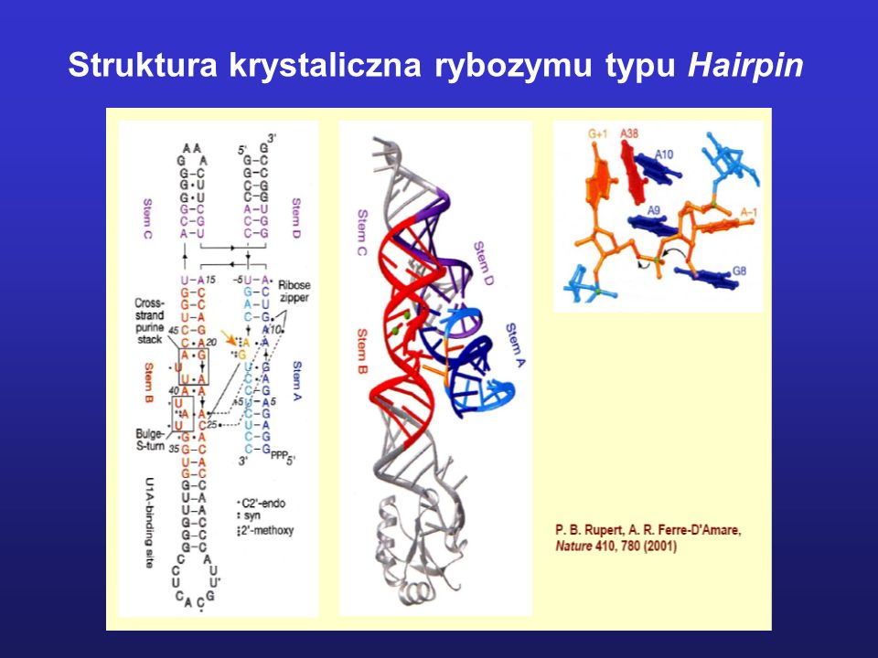 Struktura krystaliczna rybozymu typu Hairpin