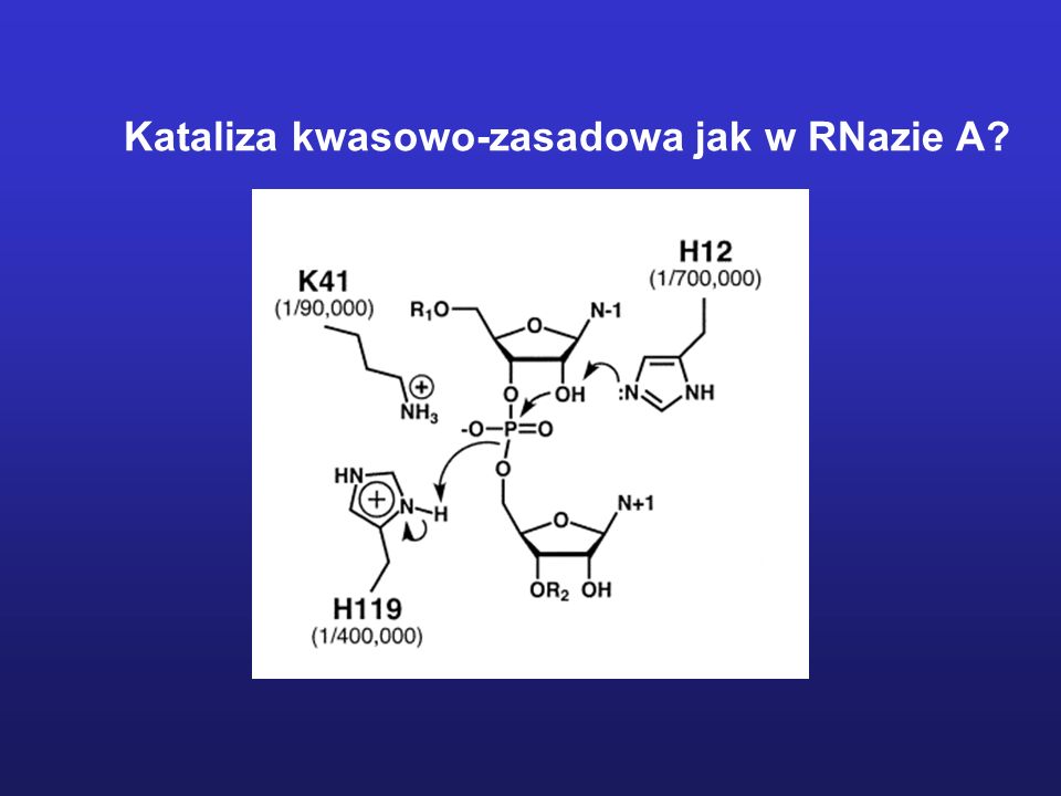 Kataliza kwasowo-zasadowa jak w RNazie A