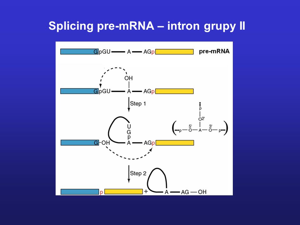 Splicing pre-mRNA – intron grupy II