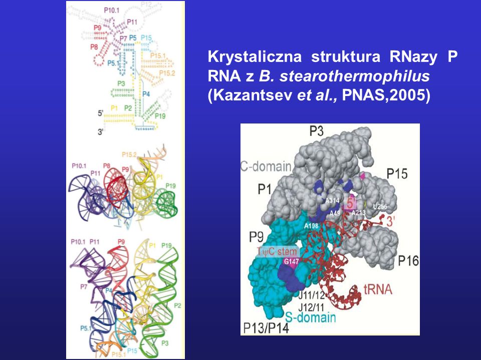 Krystaliczna struktura RNazy P RNA z B. stearothermophilus (Kazantsev et al., PNAS,2005)