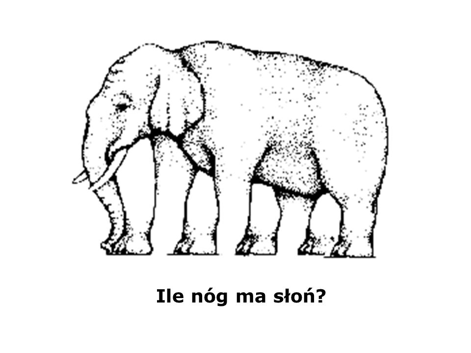 Ile nóg ma słoń