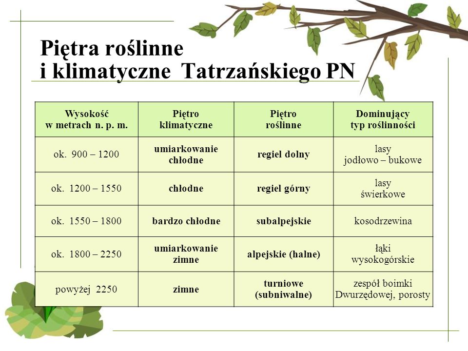 Image result for pietra roslinne i klimatyczne w tatrach