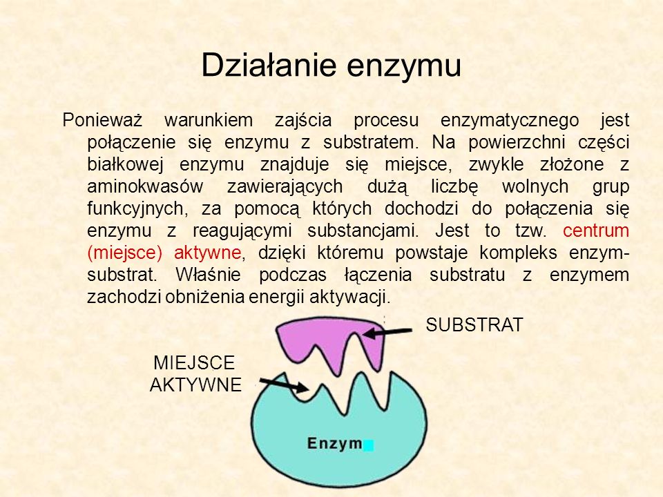 Działanie enzymu Ponieważ warunkiem zajścia procesu enzymatycznego jest połączenie się enzymu z substratem.