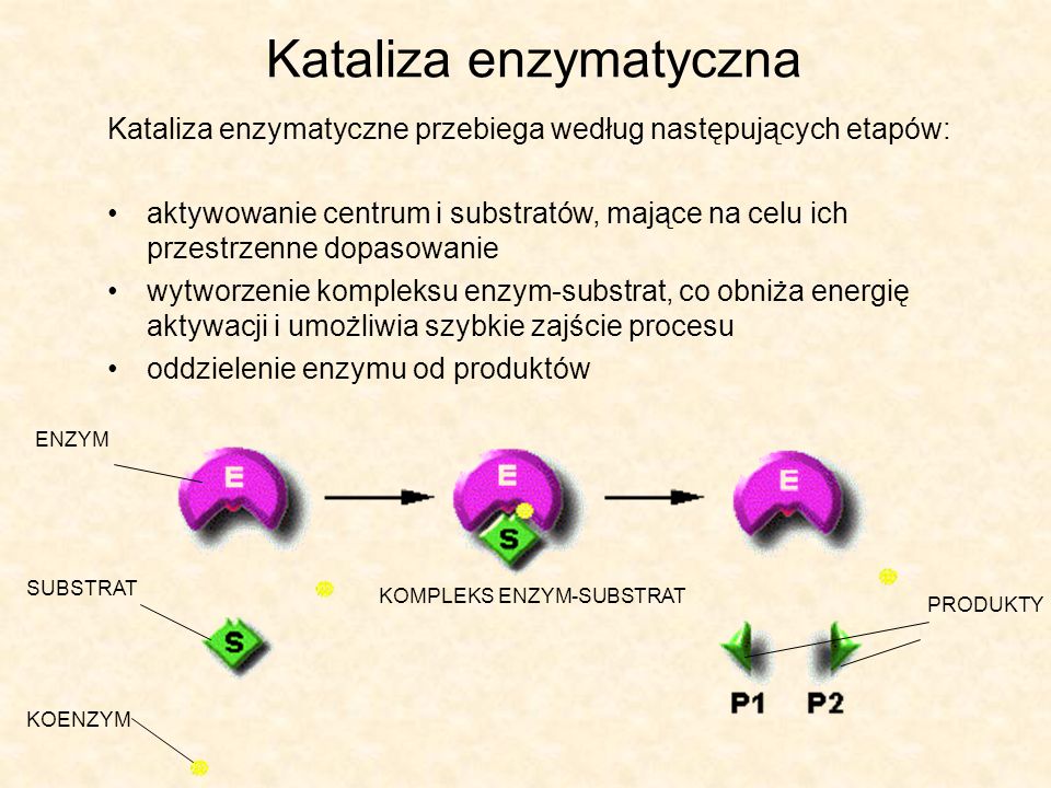 Kataliza enzymatyczna Kataliza enzymatyczne przebiega według następujących etapów: aktywowanie centrum i substratów, mające na celu ich przestrzenne dopasowanie wytworzenie kompleksu enzym-substrat, co obniża energię aktywacji i umożliwia szybkie zajście procesu oddzielenie enzymu od produktów KOENZYM SUBSTRAT ENZYM KOMPLEKS ENZYM-SUBSTRAT PRODUKTY