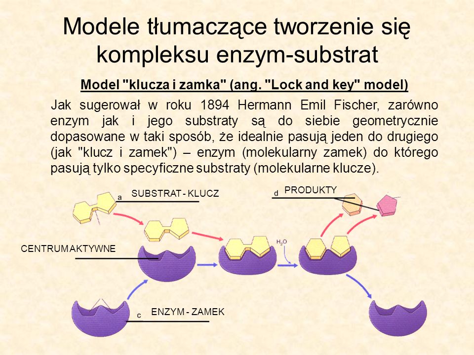 Modele tłumaczące tworzenie się kompleksu enzym-substrat Model klucza i zamka (ang.