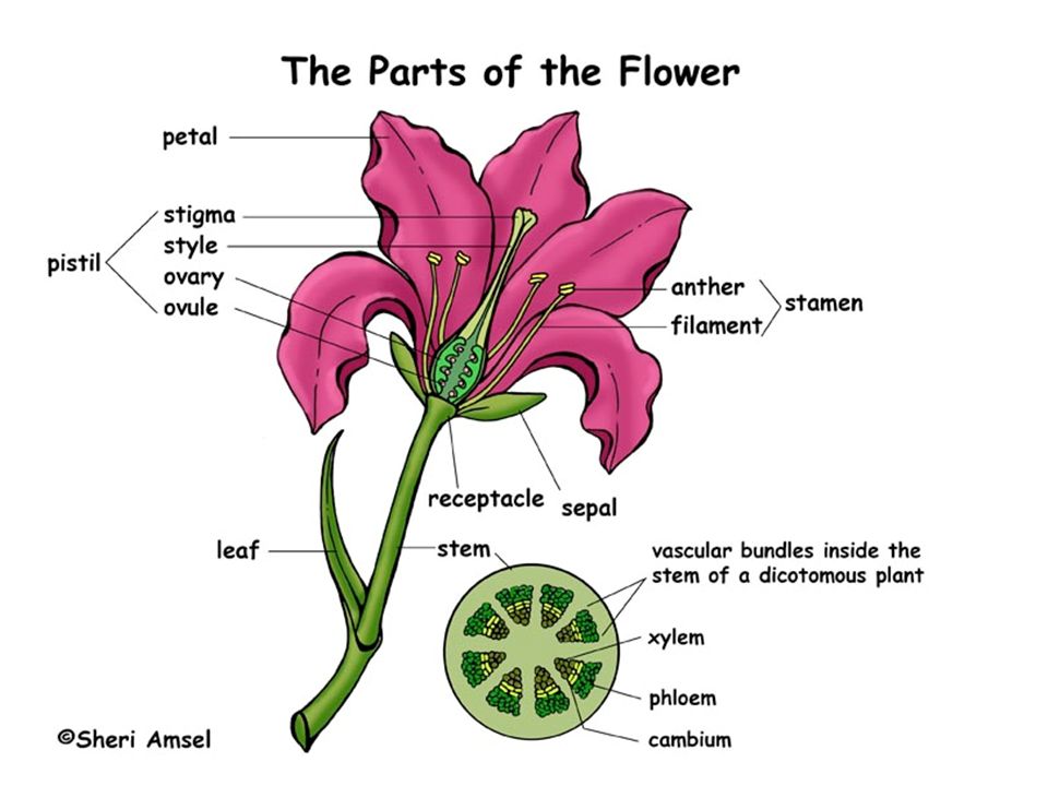 Be a flower монолог. Parts of Flower. Анатомия цветка. Flower structure. Parts of a Plant цветок.
