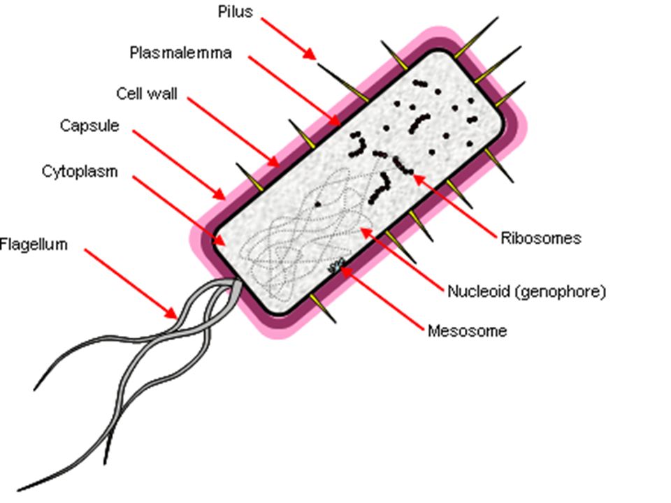 Клеточная стенка вирусов. Клеточная стенка микробиология. HFR клетки микробиология. Bacterial Cell. Клеточная стенка окраска