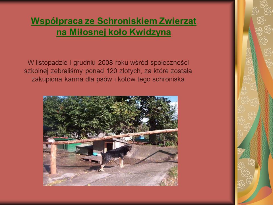 Współpraca ze Schroniskiem Zwierząt na Miłosnej koło Kwidzyna W listopadzie i grudniu 2008 roku wśród społeczności szkolnej zebraliśmy ponad 120 złotych, za które została zakupiona karma dla psów i kotów tego schroniska