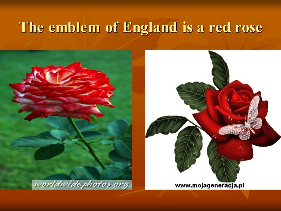 The emblem of England is a red rose