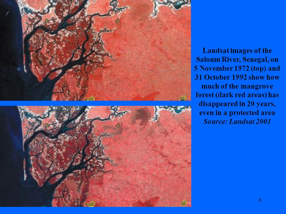 6 Landsat images of the Saloum River, Senegal, on 5 November 1972 (top) and 31 October 1992 show how much of the mangrove forest (dark red areas) has disappeared in 20 years, even in a protected area Source: Landsat 2001
