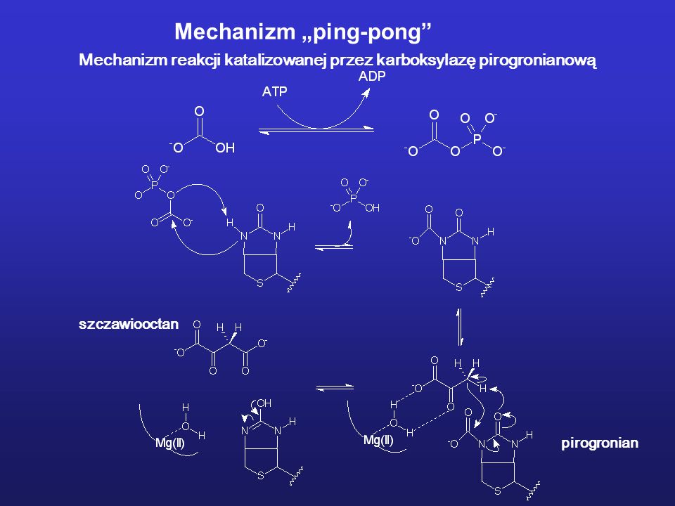 Mechanizm ping-pong Mechanizm reakcji katalizowanej przez karboksylazę pirogronianową pirogronian szczawiooctan