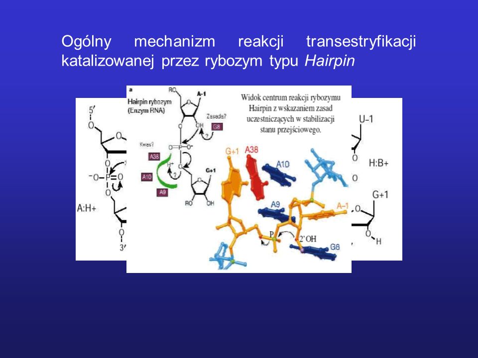 Ogólny mechanizm reakcji transestryfikacji katalizowanej przez rybozym typu Hairpin