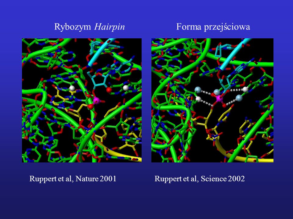 Ruppert et al, Nature 2001 Ruppert et al, Science 2002 Forma przejściowaRybozym Hairpin
