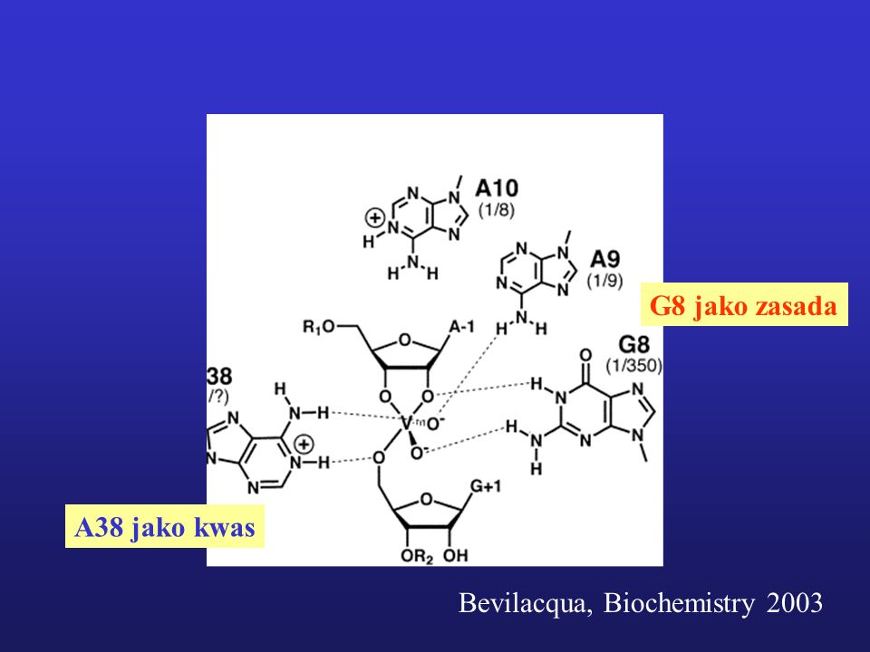 Bevilacqua, Biochemistry 2003 G8 jako zasada A38 jako kwas