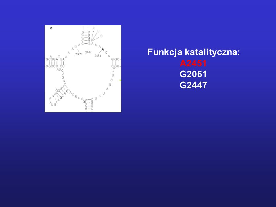 Funkcja katalityczna: A2451 G2061 G2447