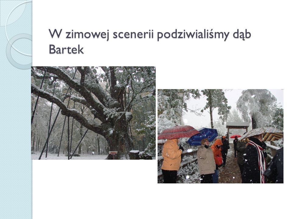 W zimowej scenerii podziwialiśmy dąb Bartek