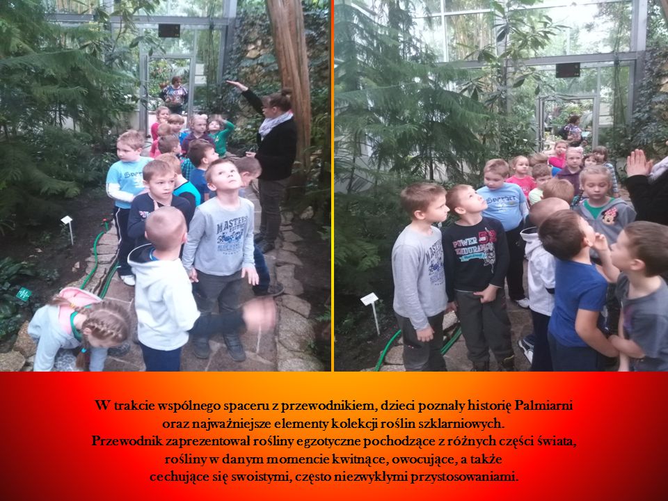 W trakcie wspólnego spaceru z przewodnikiem, dzieci pozna ł y histori ę Palmiarni oraz najwa ż niejsze elementy kolekcji ro ś lin szklarniowych.