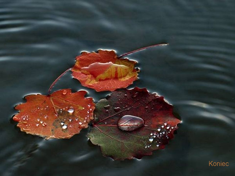 Попав в листья вода с поверхности. Листья на воде. Осенние листья на воде. Листья в воде осень. Листок на воде.