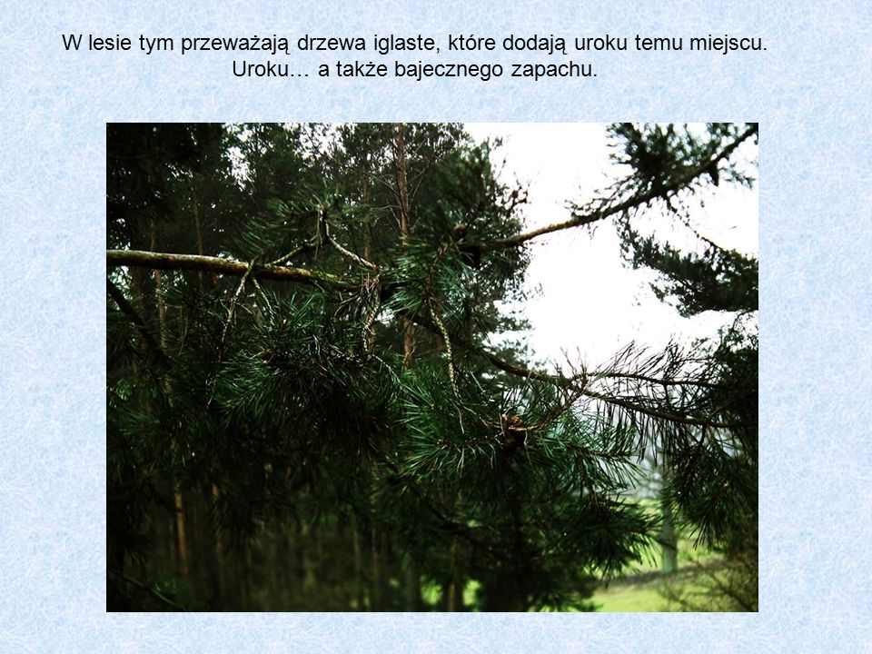 W lesie tym przeważają drzewa iglaste, które dodają uroku temu miejscu.