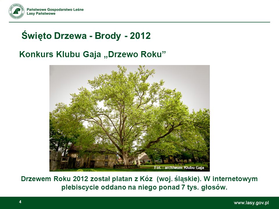 4 Święto Drzewa - Brody Konkurs Klubu Gaja Drzewo Roku Drzewem Roku 2012 został platan z Kóz (woj.