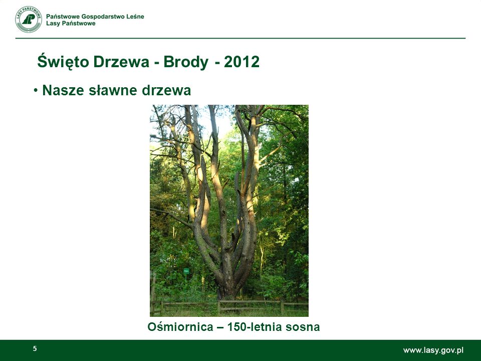 5 Święto Drzewa - Brody Ośmiornica – 150-letnia sosna Nasze sławne drzewa