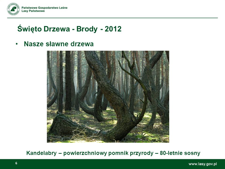 6 Święto Drzewa - Brody Kandelabry – powierzchniowy pomnik przyrody – 80-letnie sosny Nasze sławne drzewa 65,66%