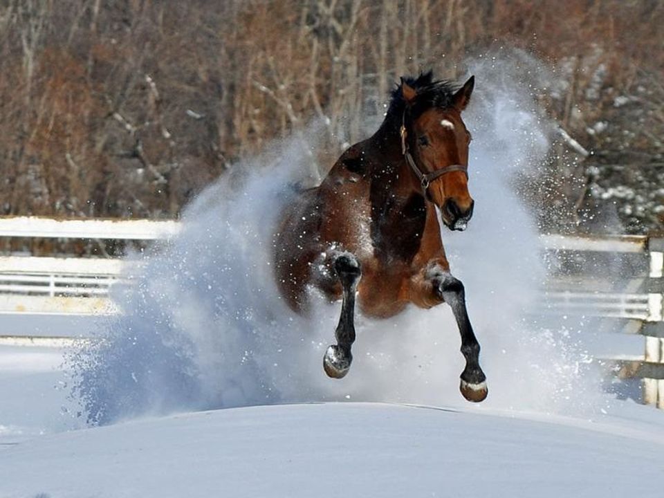 На коне в снегу. Лошади в снегу. Лошади зимой. Лошадь в сугробе. Лошадь по снегу.