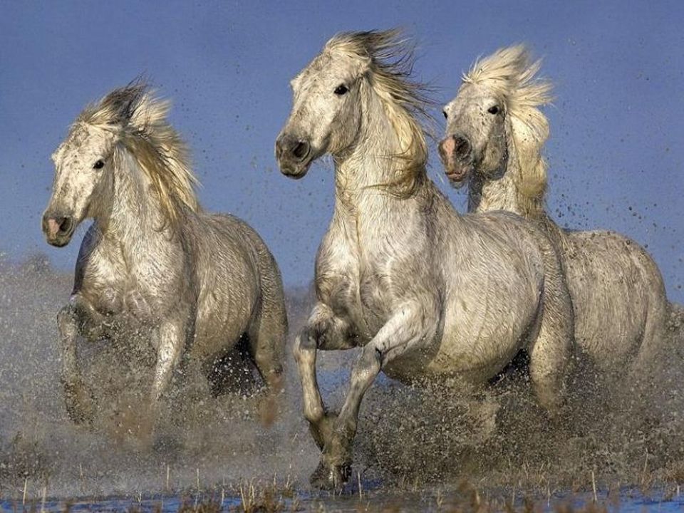 Три лошадки. Красивые лошади. Тройка белых лошадей. Три лошади. Табун красивых лошадей.