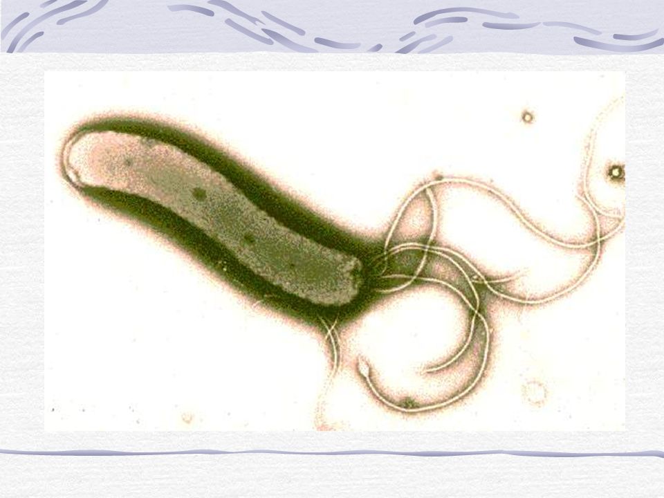 Определение хеликобактер в кале. Helicobacter pylori ИФА кала. Хеликобактерии рисунок. Хеликобактерии микробиология рисунок.