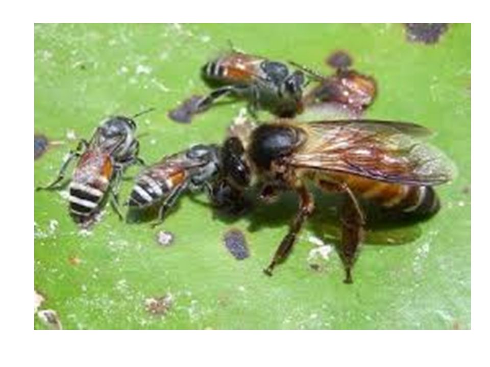 Bing apis. Гималайская медоносная пчела. Пчела Дорсата. АПИС Дорсата пчела. Пчелы APIS dorsata.
