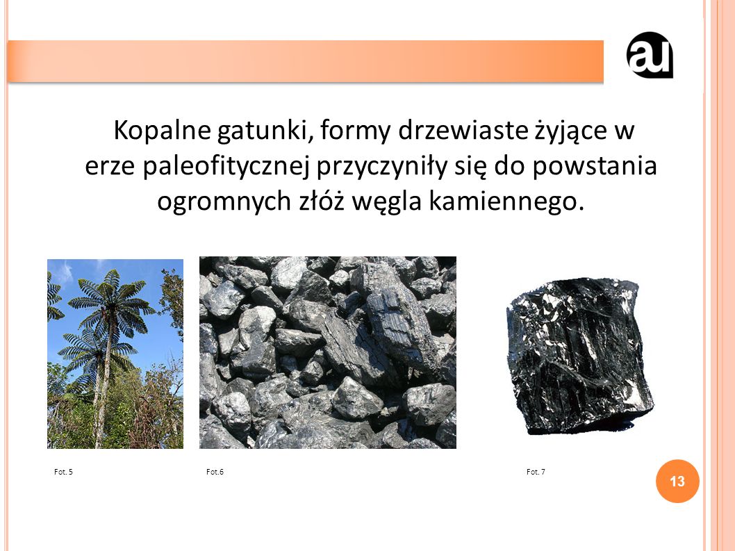 Kopalne gatunki, formy drzewiaste żyjące w erze paleofitycznej przyczyniły się do powstania ogromnych złóż węgla kamiennego.