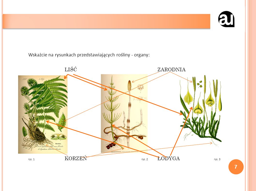 Wskażcie na rysunkach przedstawiających rośliny - organy: LIŚĆZARODNIA rys.