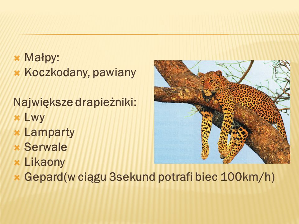  Małpy:  Koczkodany, pawiany Największe drapieżniki:  Lwy  Lamparty  Serwale  Likaony  Gepard(w ciągu 3sekund potrafi biec 100km/h)