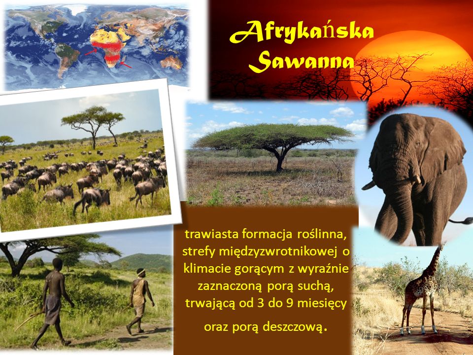 Afryka ń ska Sawanna trawiasta formacja roślinna, strefy międzyzwrotnikowej o klimacie gorącym z wyraźnie zaznaczoną porą suchą, trwającą od 3 do 9 miesięcy oraz porą deszczową.