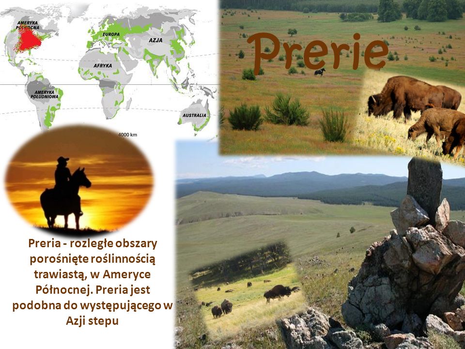 Prerie Preria - rozległe obszary porośnięte roślinnością trawiastą, w Ameryce Północnej.