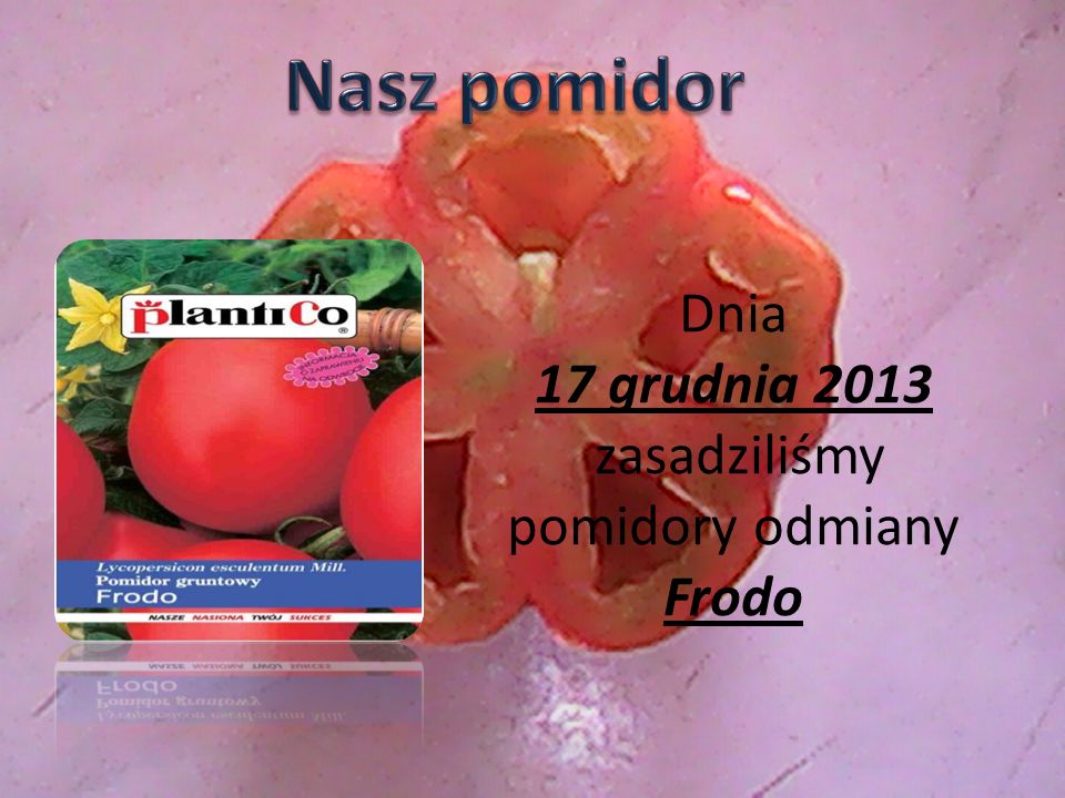 Dnia 17 grudnia 2013 zasadziliśmy pomidory odmiany Frodo