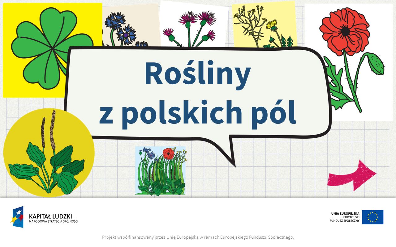 Rośliny z polskich pól Projekt współfinansowany przez Unię Europejską w ramach Europejskiego Funduszu Społecznego.