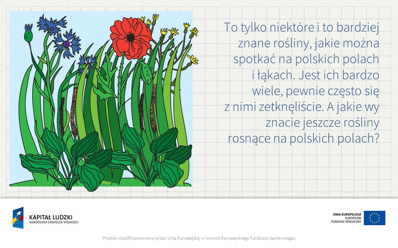 To tylko niektóre i to bardziej znane rośliny, jakie można spotkać na polskich polach i łąkach.