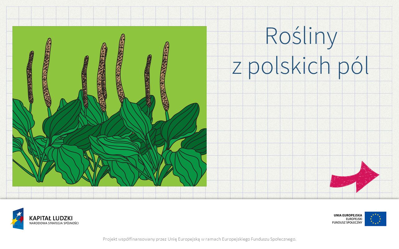 Rośliny z polskich pól Projekt współfinansowany przez Unię Europejską w ramach Europejskiego Funduszu Społecznego.