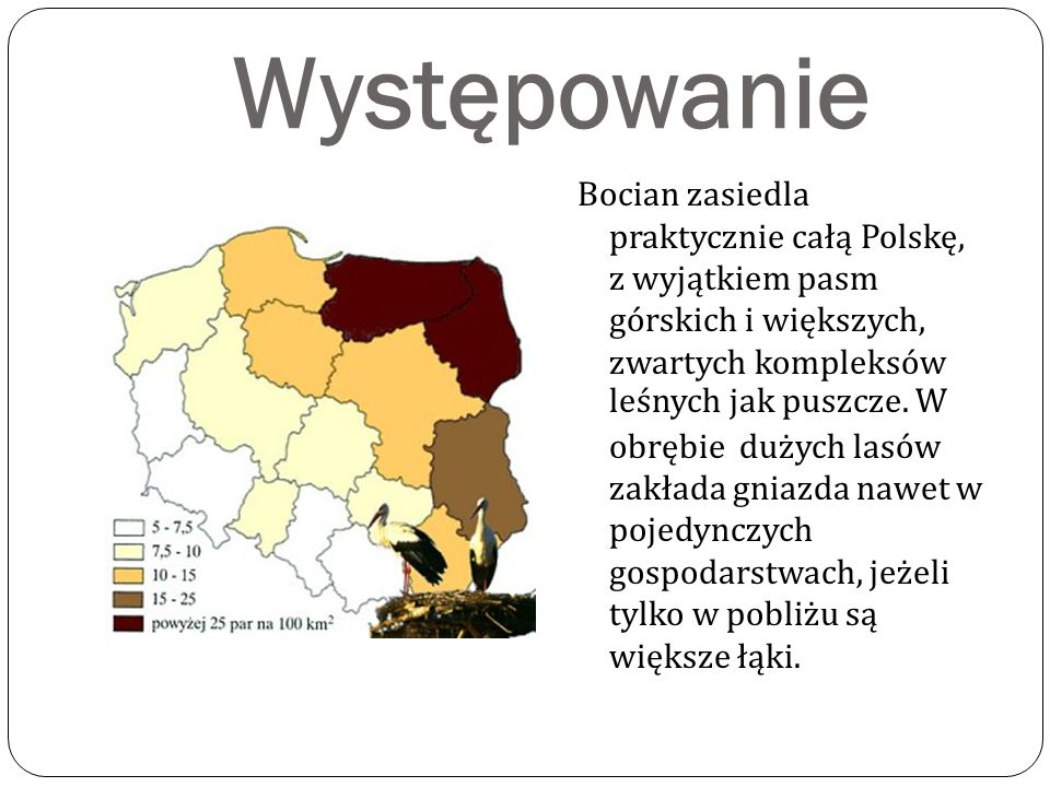 Występowanie Bocian zasiedla praktycznie całą Polskę, z wyjątkiem pasm górskich i większych, zwartych kompleksów leśnych jak puszcze.