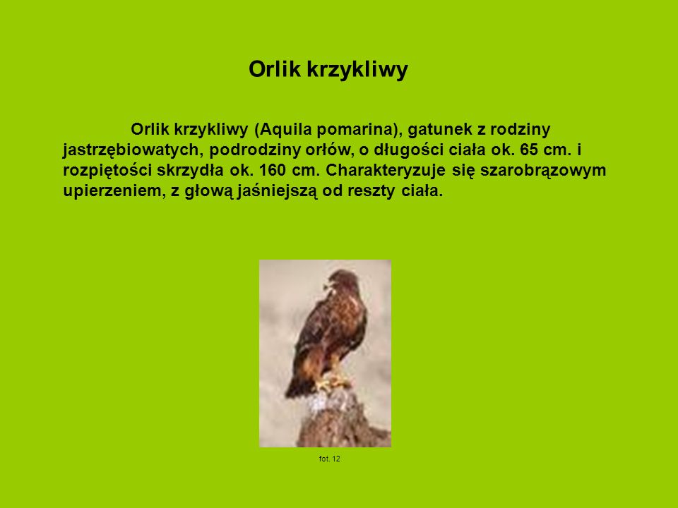 Orlik krzykliwy (Aquila pomarina), gatunek z rodziny jastrzębiowatych, podrodziny orłów, o długości ciała ok.