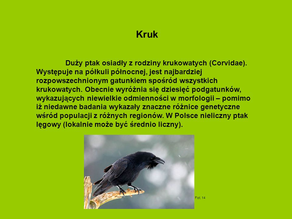 Duży ptak osiadły z rodziny krukowatych (Corvidae).