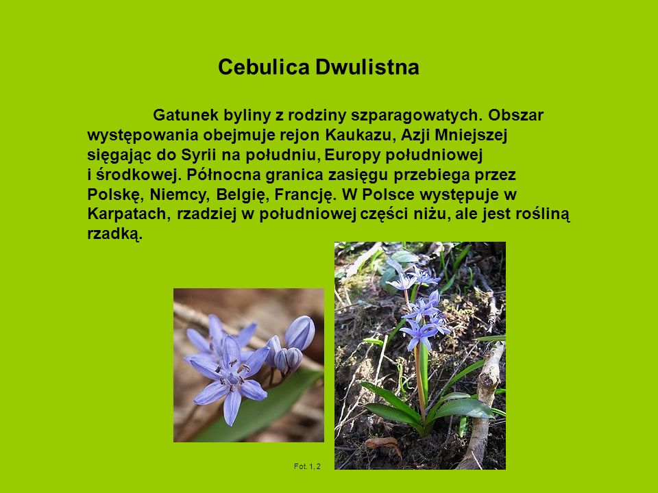 Cebulica Dwulistna Gatunek byliny z rodziny szparagowatych.