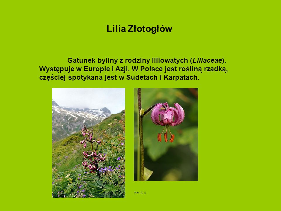 Lilia Złotogłów Gatunek byliny z rodziny liliowatych (Liliaceae).