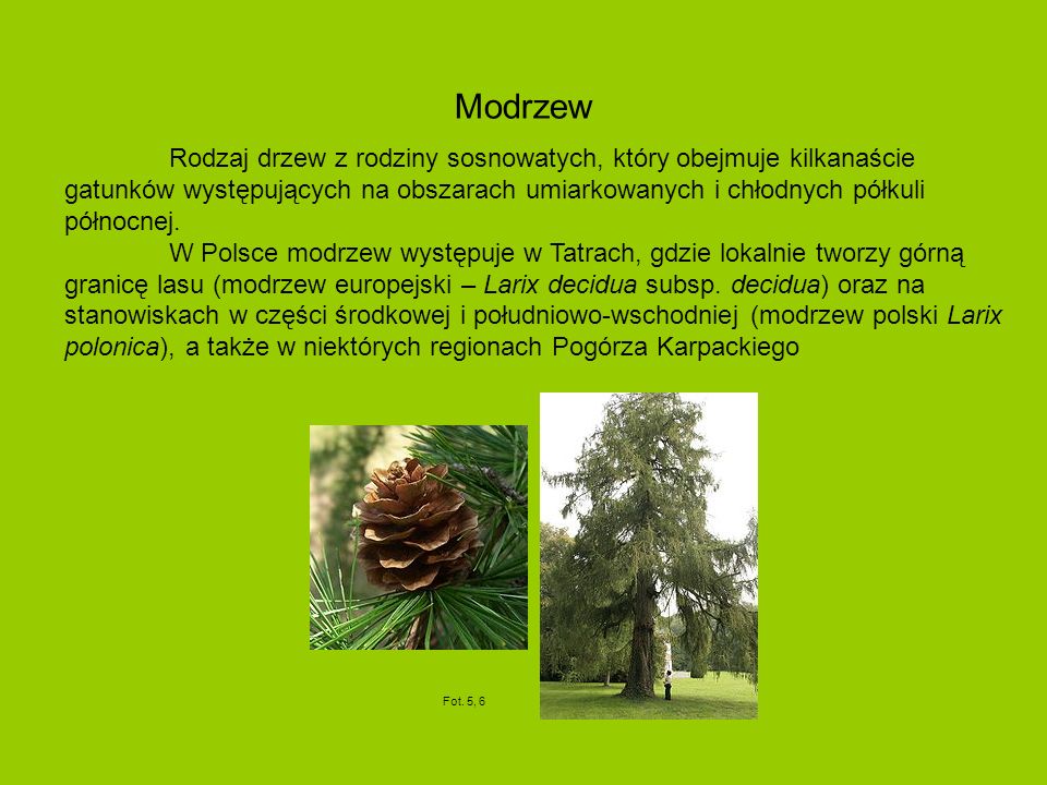 Modrzew Rodzaj drzew z rodziny sosnowatych, który obejmuje kilkanaście gatunków występujących na obszarach umiarkowanych i chłodnych półkuli północnej.