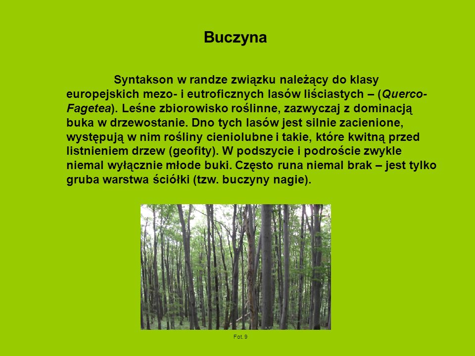 Buczyna Syntakson w randze związku należący do klasy europejskich mezo- i eutroficznych lasów liściastych – (Querco- Fagetea).