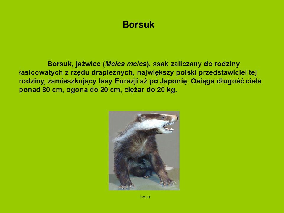 Borsuk, jaźwiec (Meles meles), ssak zaliczany do rodziny łasicowatych z rzędu drapieżnych, największy polski przedstawiciel tej rodziny, zamieszkujący lasy Eurazji aż po Japonię.